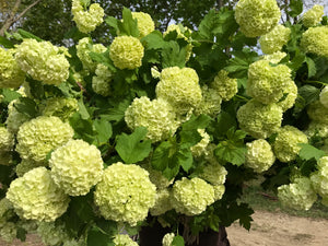 Viburnum-Green Snowball