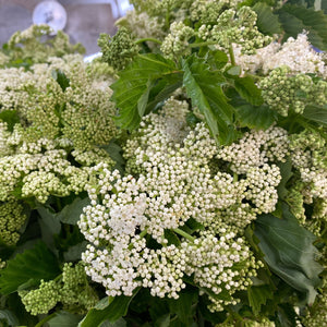 Viburnum-Spring Lace