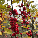 Winterberry (Red Ilex) SALE!