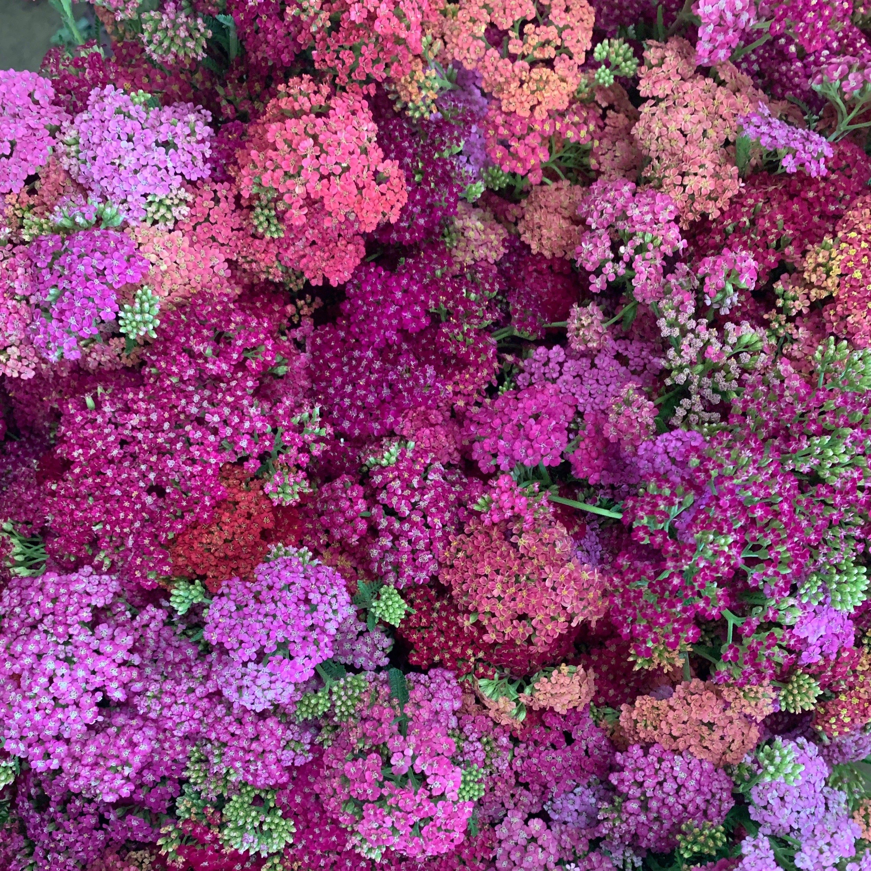 Yarrow-Summer Berries