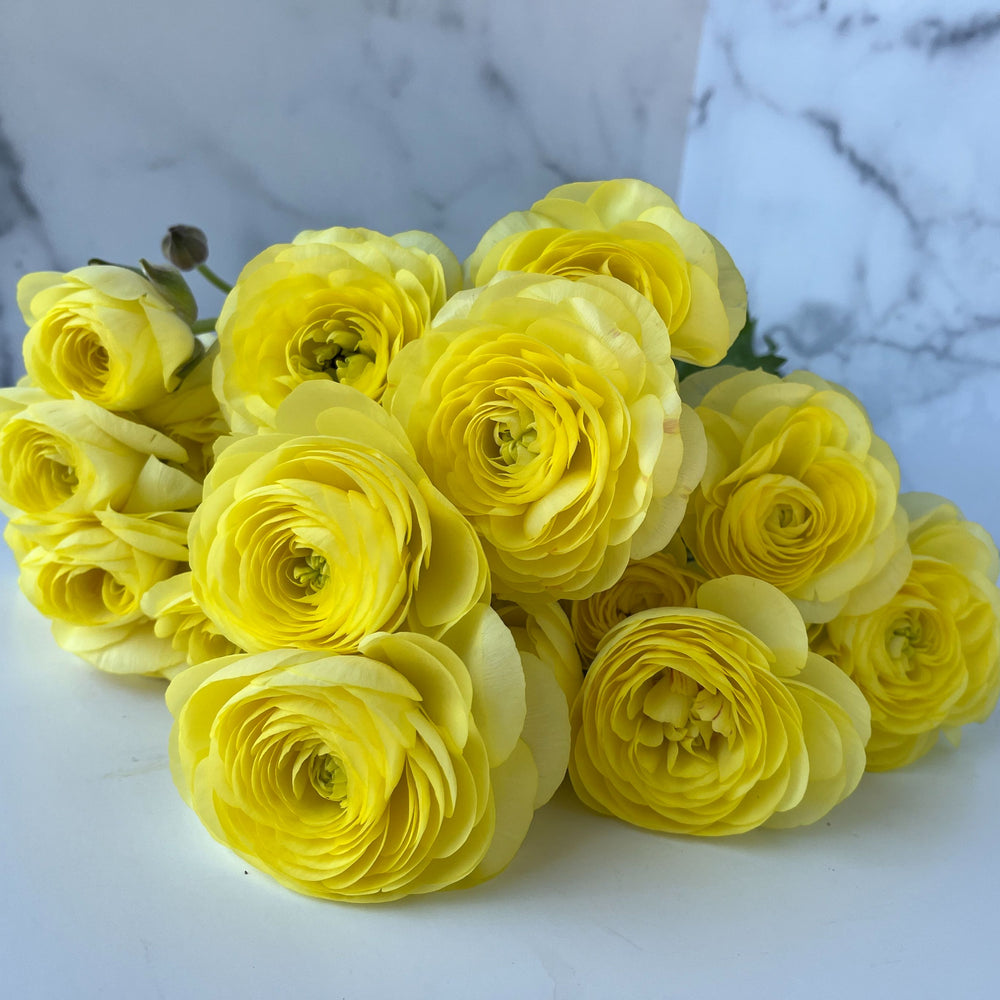 Ranunculus Specialty Romance-Lemon