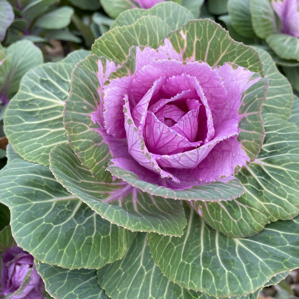 Flowering Cabbage-Lavender