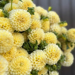 Dahlia Regular-Creamy