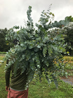 Eucalyptus-Baby Blue homegrown