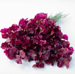 Sweet Pea-Wine