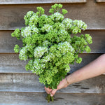 Oregano-Green - SMFF Wholesale
