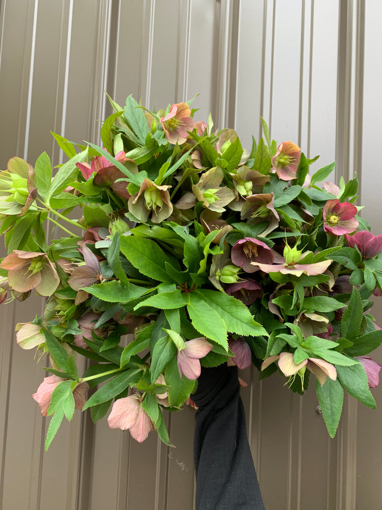 
            
                Load image into Gallery viewer, Hellebore-Any
            
        