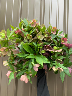 Hellebore-Any