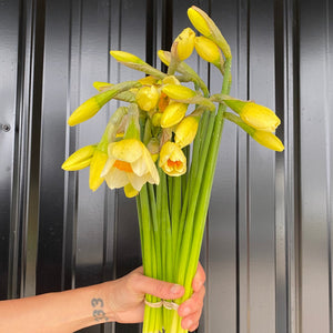 Daffodil-Special