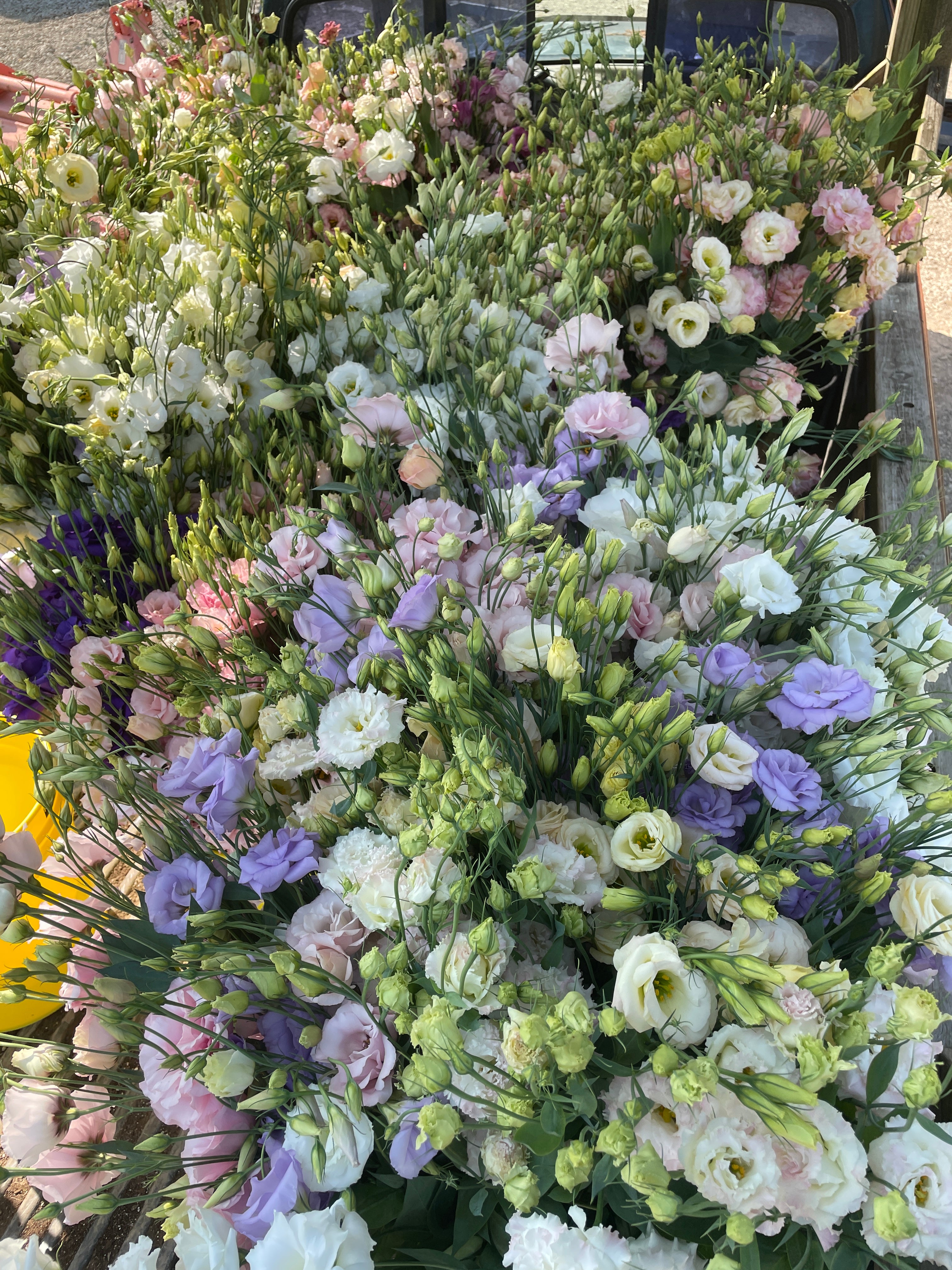 Lisianthus-any