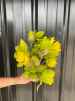 Daffodil Special