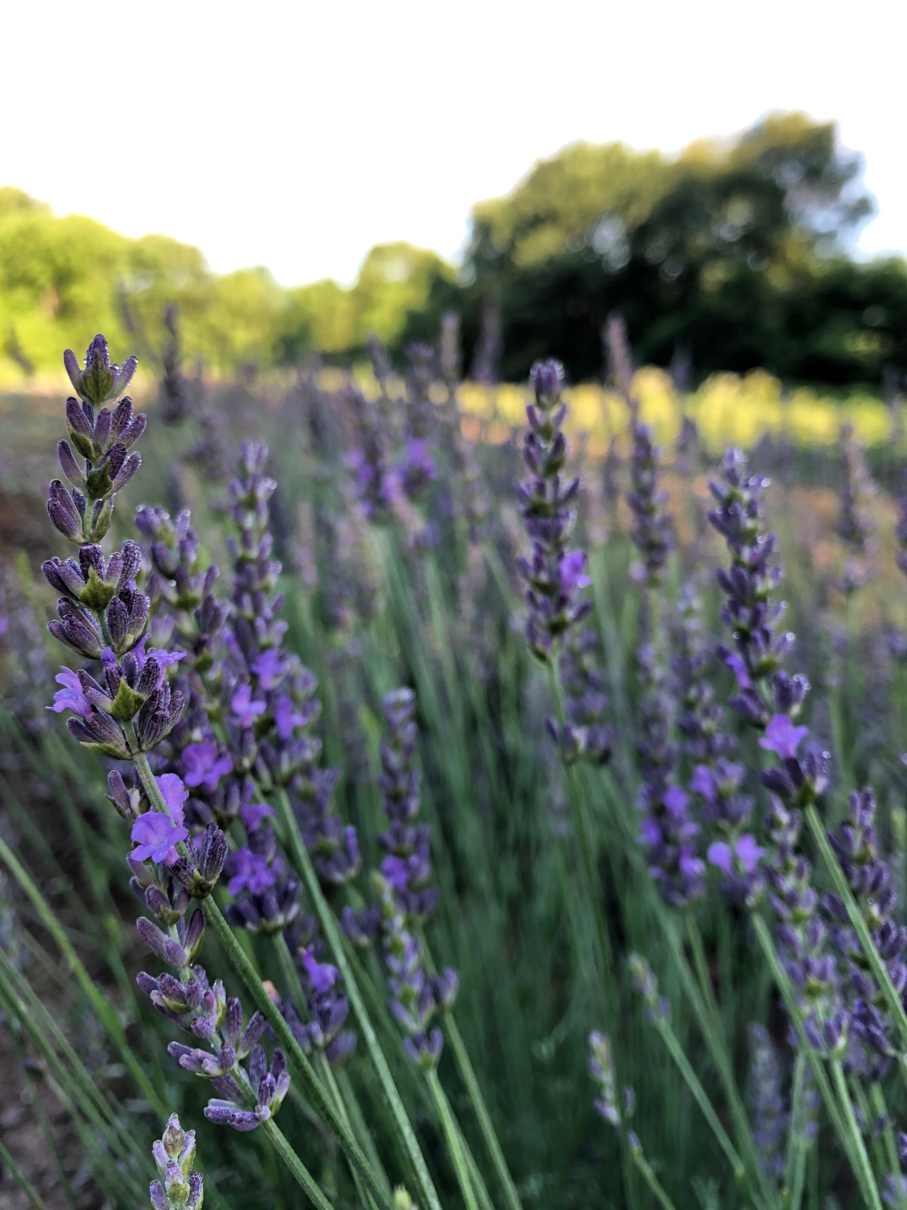 Lavender-Fresh