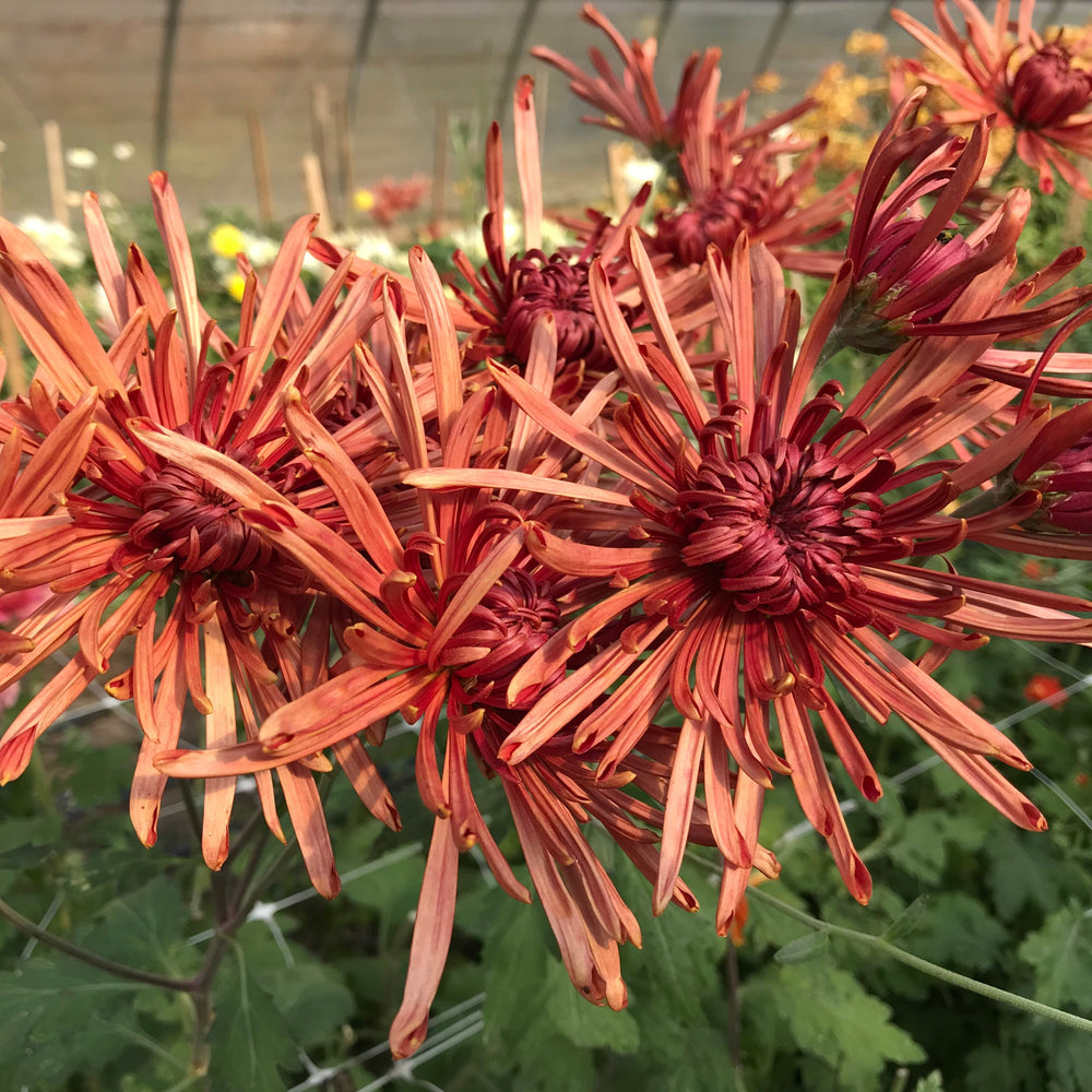 
            
                Load image into Gallery viewer, Heirloom Mum Disbud-Seaton&amp;#39;s Toffee
            
        