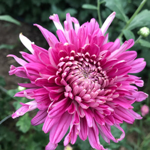 Heirloom Mum Disbud-Belle of the Ball