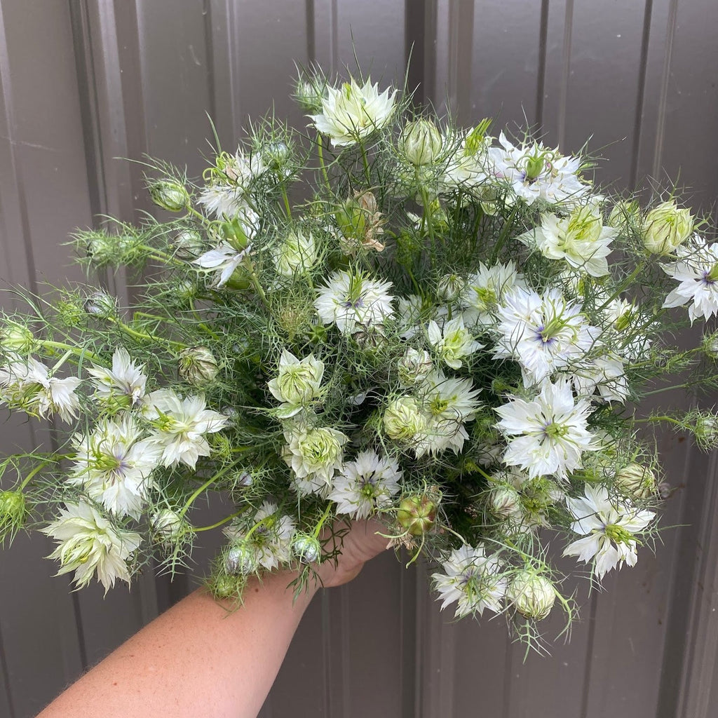 Nigella- White