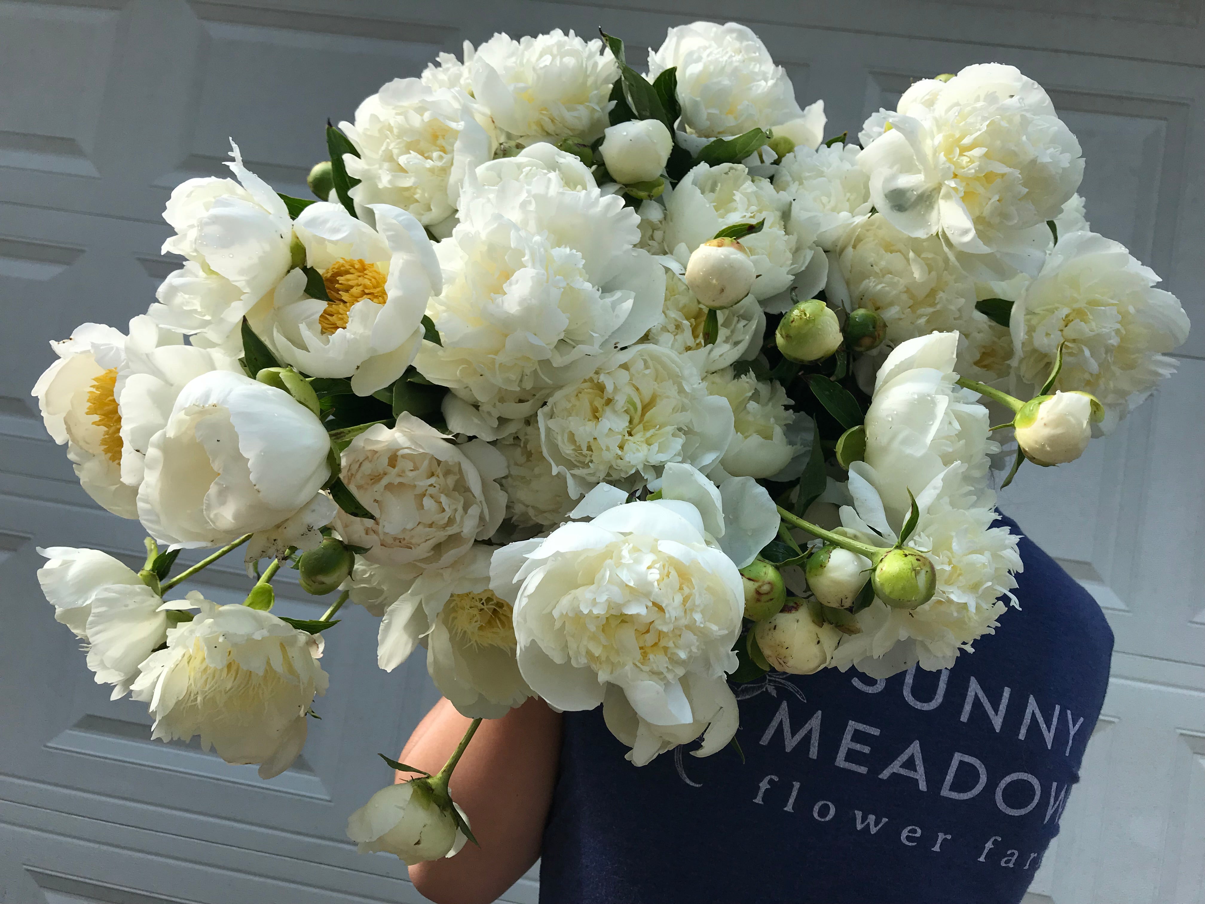Peony-White
