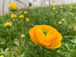 Ranunculus-Yellow