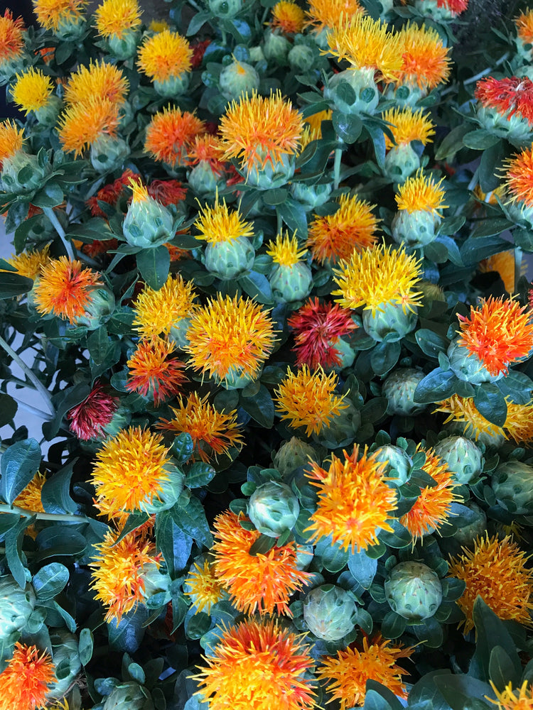 
            
                Load image into Gallery viewer, Safflower-Yellow/Orange
            
        