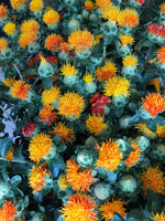 Safflower-Yellow/Orange
