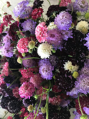 Scabiosa-Mix