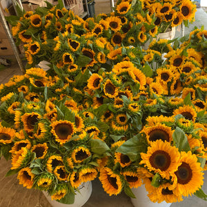 Sunflower-Bulk