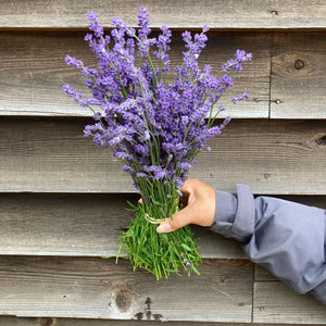 Lavender Buena Vista (Oregon)