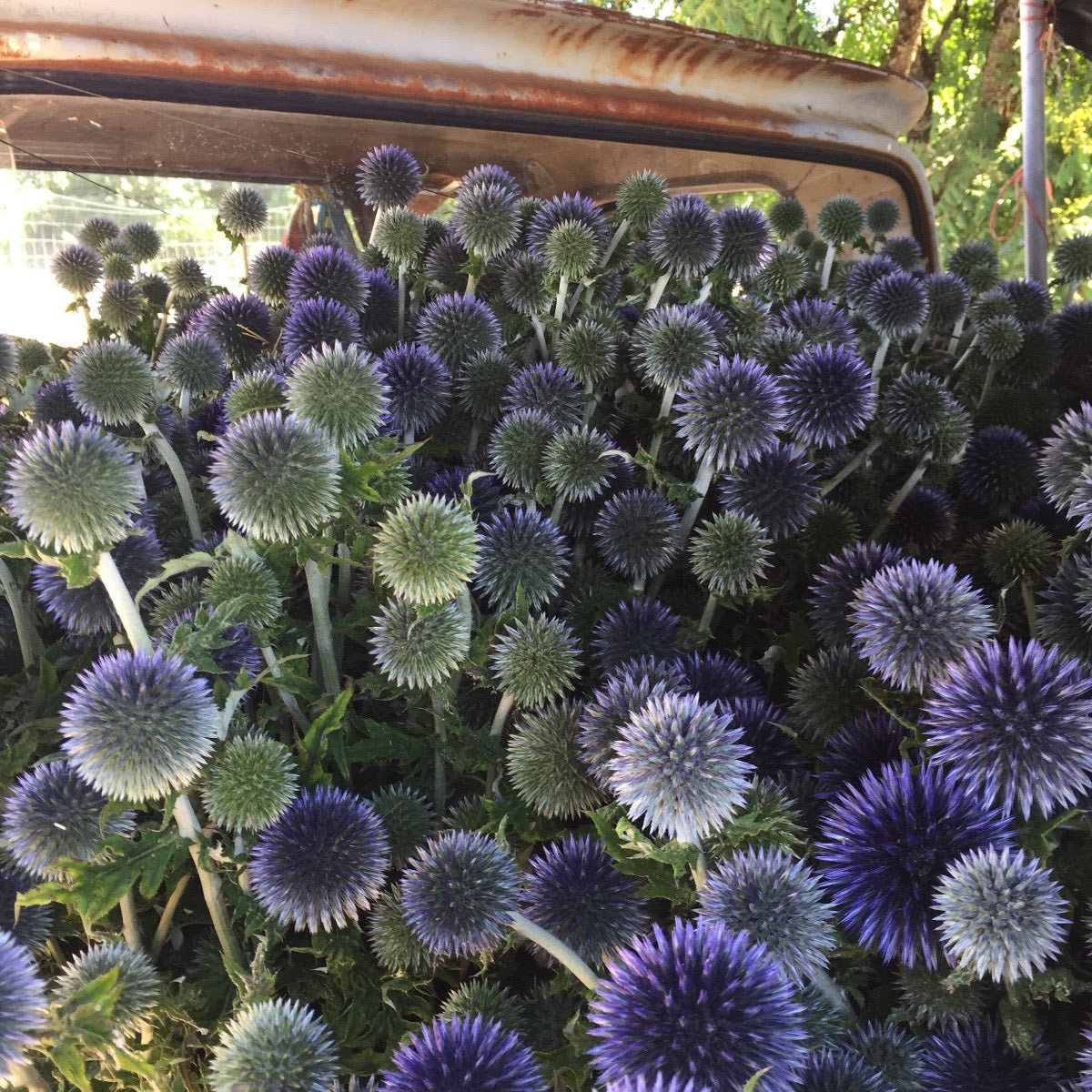 Echinops